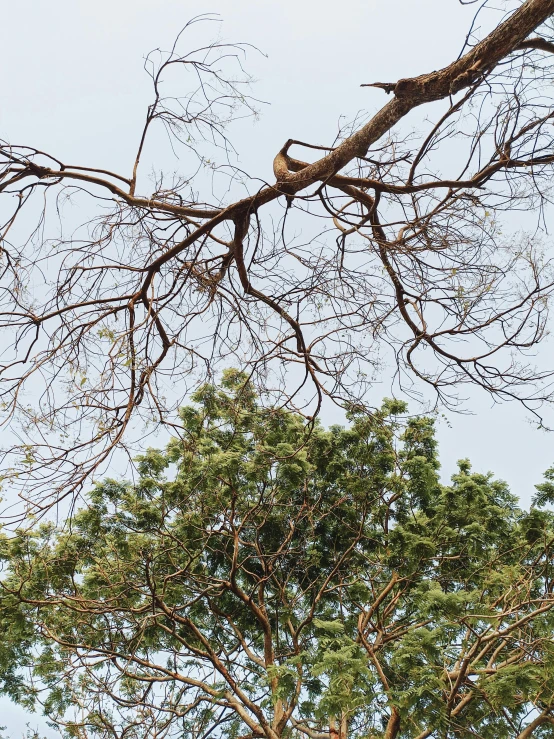 a giraffe standing on top of a lush green field, an album cover, inspired by Patrick Dougherty, unsplash, environmental art, tree branches intertwine limbs, photo of poor condition, set on singaporean aesthetic, with branches! reaching the sky