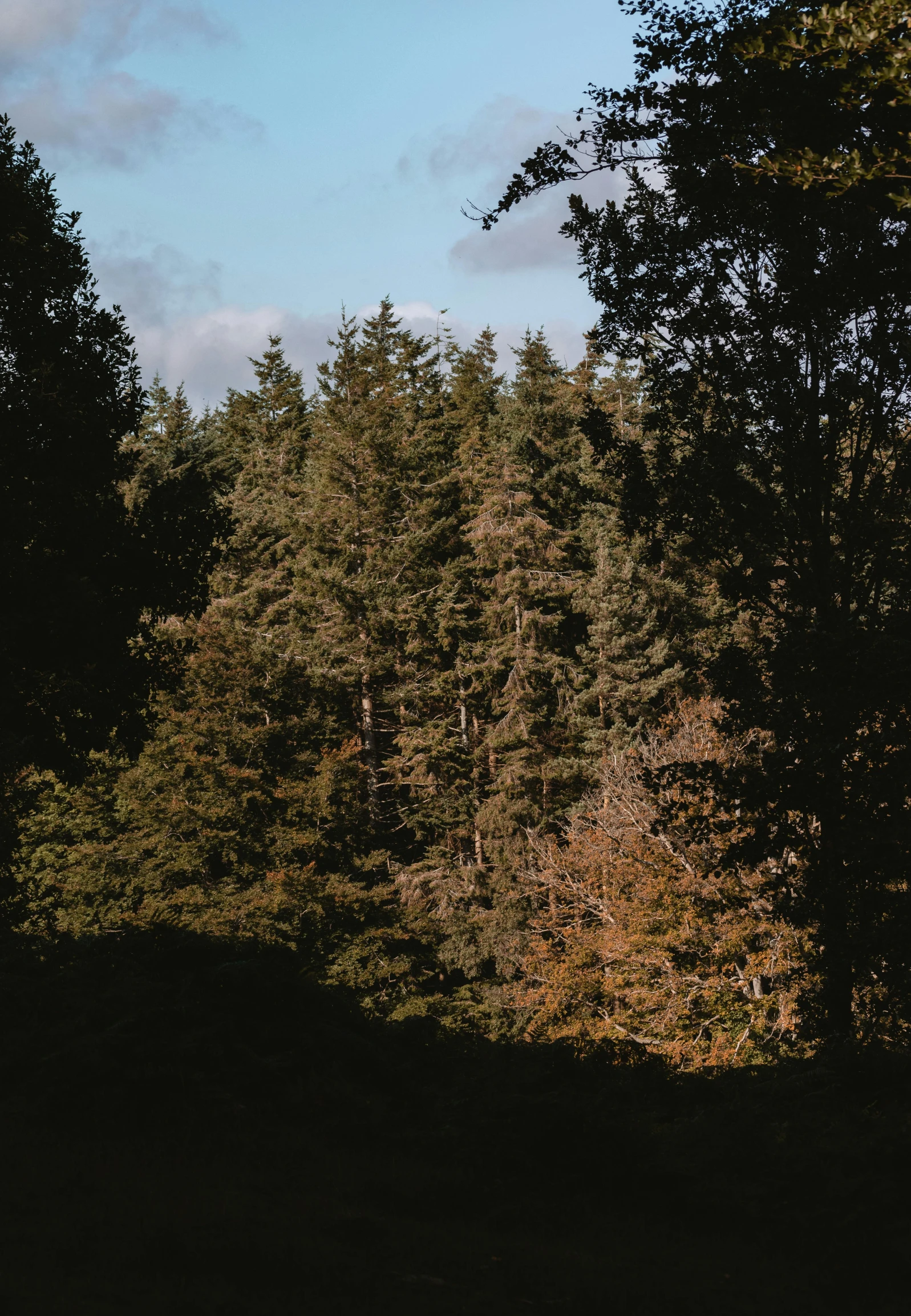 a person riding a horse through a forest, an album cover, inspired by Elsa Bleda, unsplash, tonalism, ((trees)), view from a distance, black fir, late summer evening