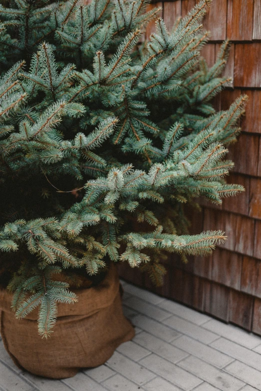 a potted christmas tree in front of a house, a portrait, unsplash, organic detail, faded worn, pine color scheme, blue