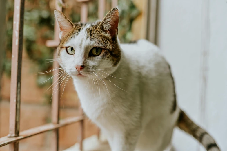 a close up of a cat in a cage, pexels contest winner, white with chocolate brown spots, standing, instagram post, mixed animal