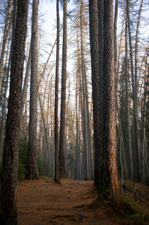 a forest filled with lots of tall trees, by Joe Stefanelli, yosemite, early evening, ((trees)), hiking trail