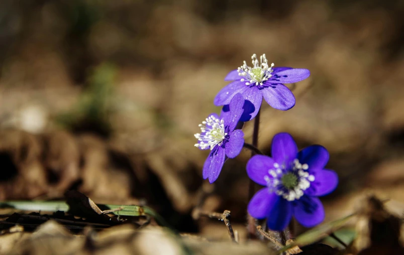 a couple of purple flowers that are in the dirt, a macro photograph, by Andries Stock, unsplash, visual art, forest with flowers blue, 3 are spring, anemones, shot on sony alpha dslr-a300