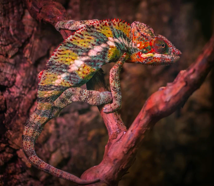 a colorful chamelon sitting on top of a tree branch, a photo, pexels contest winner, renaissance, australian, indoor picture, camouflage, lpoty