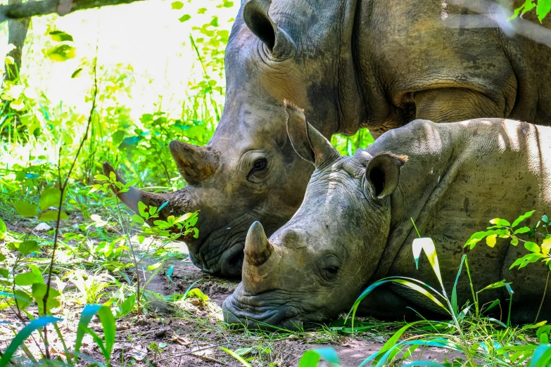 a couple of rhino standing next to each other, by Jan Tengnagel, pexels contest winner, fan favorite, resting, summer day, cuddling