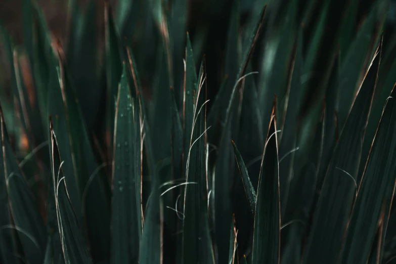 a fire hydrant sitting in the middle of a lush green field, a macro photograph, by Attila Meszlenyi, trending on pexels, hurufiyya, reeds, dark green, smooth texture, spikes on the body