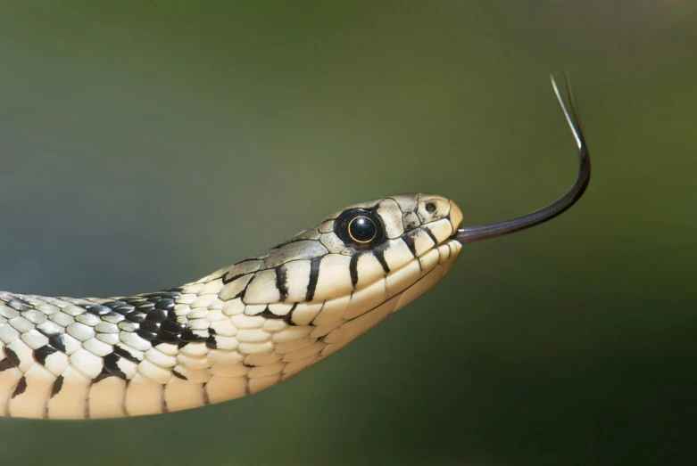 a close up of a snake with its mouth open, a digital rendering, by Robert Brackman, trending on pexels, cobra, long hook nose, snake van, merlin, long - shot