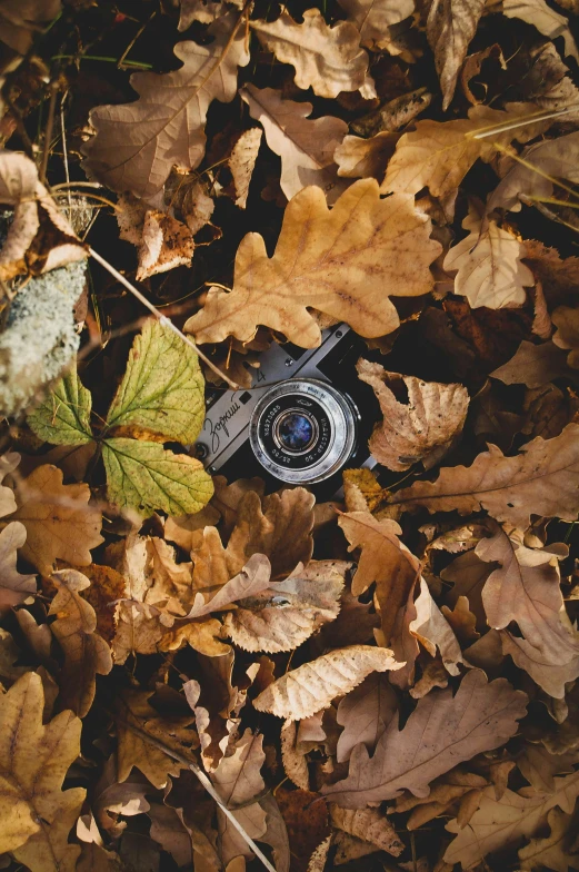 a camera sitting on top of a pile of leaves, explore, medium format, sigma lens photo, full frame image