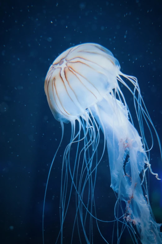a jellyfish that is floating in the water, by Mandy Jurgens, unsplash, biodome, long wispy tentacles, looking partly to the left, over the shoulder