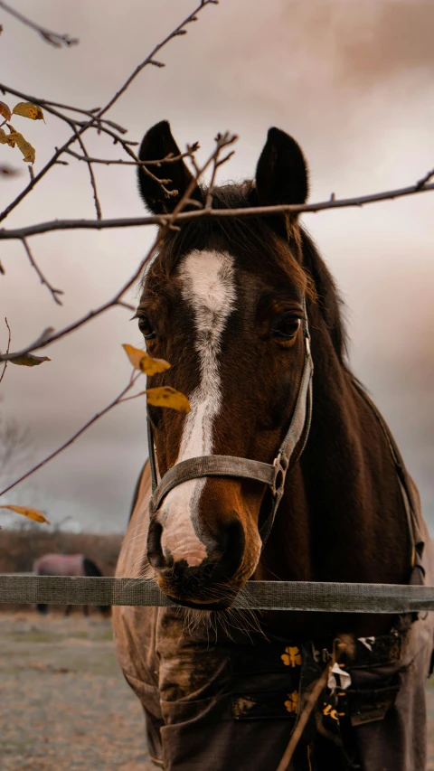 a brown and white horse standing next to a tree, pexels contest winner, square nose, low quality photo, autumnal, today\'s featured photograph 4k