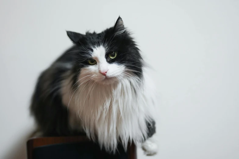 a black and white cat sitting on top of a table, fluffy mane, shot with sony alpha 1 camera, recognizable, with a white nose