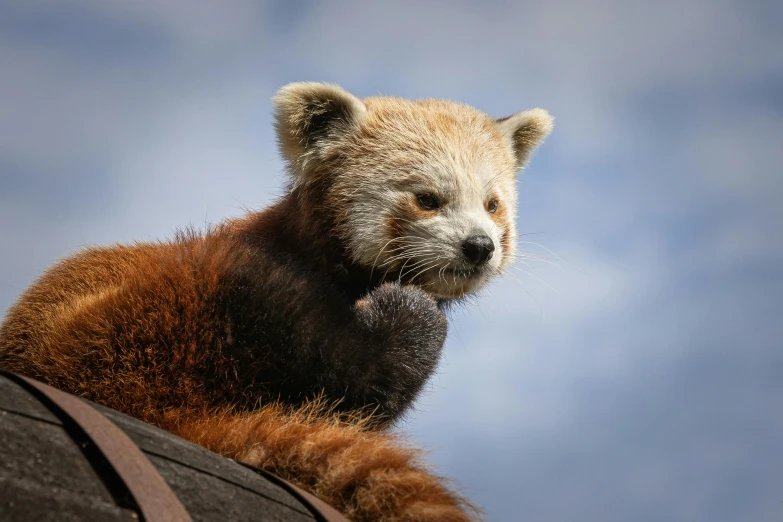 a red panda sitting on top of a rock, a portrait, trending on pexels, with a roof rack, avatar image, low angle photo, high resolution image