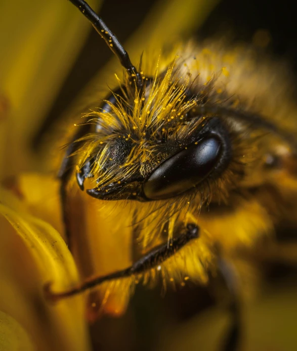 a bee sitting on top of a yellow flower, a macro photograph, by Ejnar Nielsen, pexels contest winner, hyperrealism, face closeup, 4k detail post processing, portrait of a small, macro furry