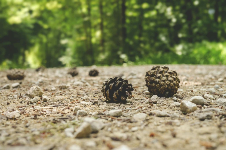 a bunch of pine cones sitting on the ground, a photo, unsplash, land art, lying on the woods path, 2 0 0 0's photo, smooth tiny details, some spherical