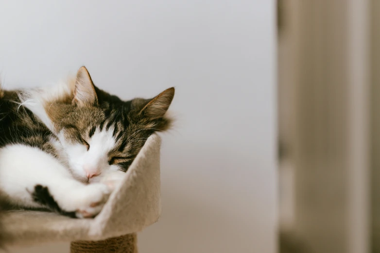 a cat sleeping on top of a cat tree, trending on pexels, minimalism, there is full bedpan next to him, regal pose, almost smiling, very comfy]