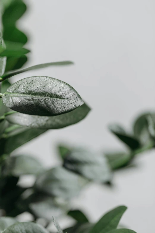 a close up of a plant with green leaves, a macro photograph, by Robbie Trevino, trending on pexels, photorealism, on grey background, silver，ivory, indoor picture, made of leaves