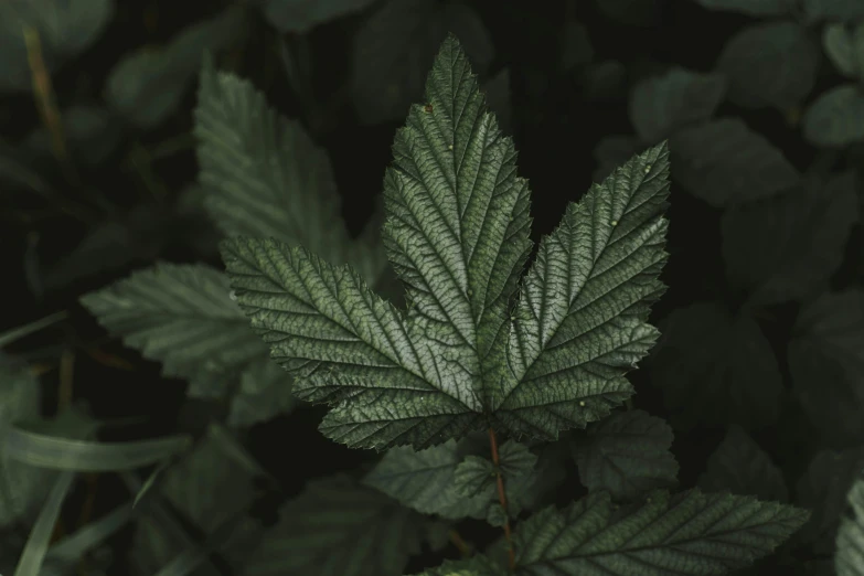 a close up of a leaf on a plant, inspired by Elsa Bleda, trending on pexels, hurufiyya, marijuana trees, forest floor, on a gray background, instagram picture