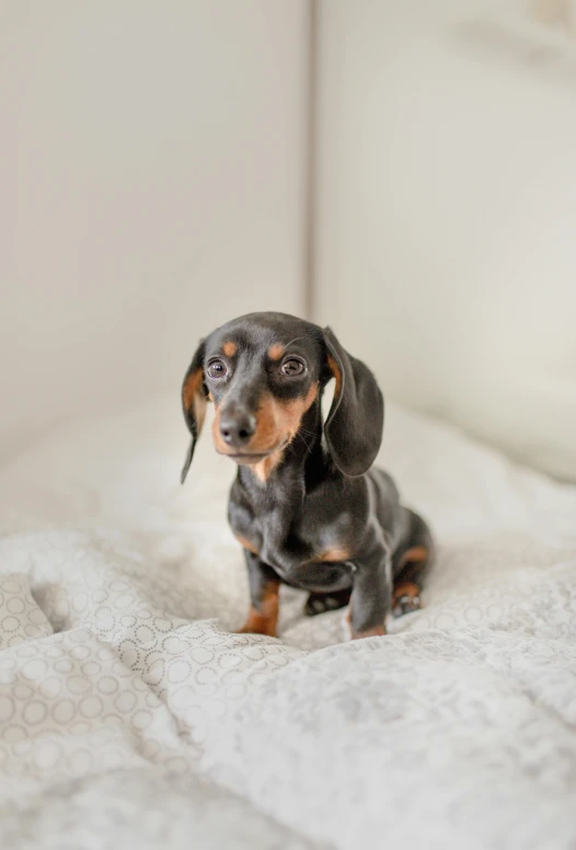 a small dog sitting on top of a bed, a portrait, by Julia Pishtar, trending on unsplash, dachshund, shot on sony a 7 iii, grey ears, doing a hot majestic pose