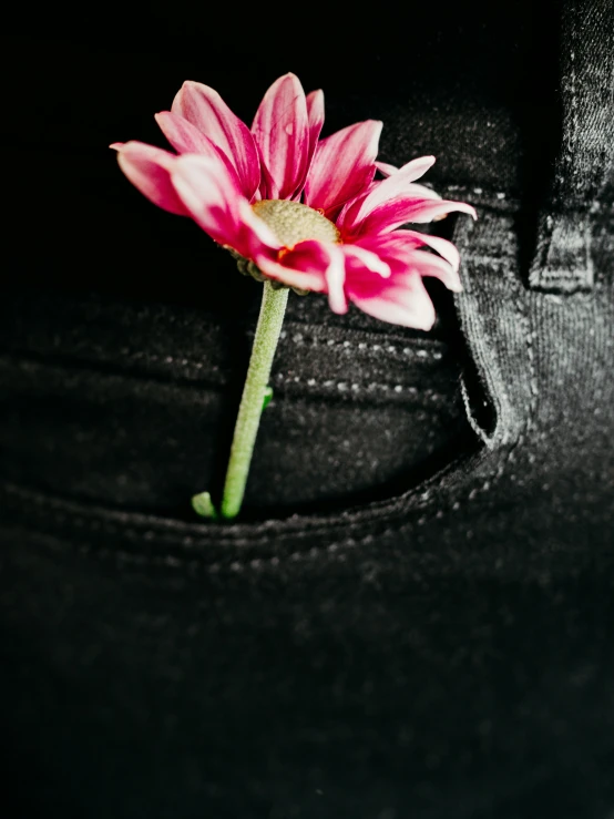 a pink flower sticking out of a pocket, inspired by Robert Mapplethorpe, unsplash, black jeans, unsplash photo contest winner, !!! colored photography, corinne day