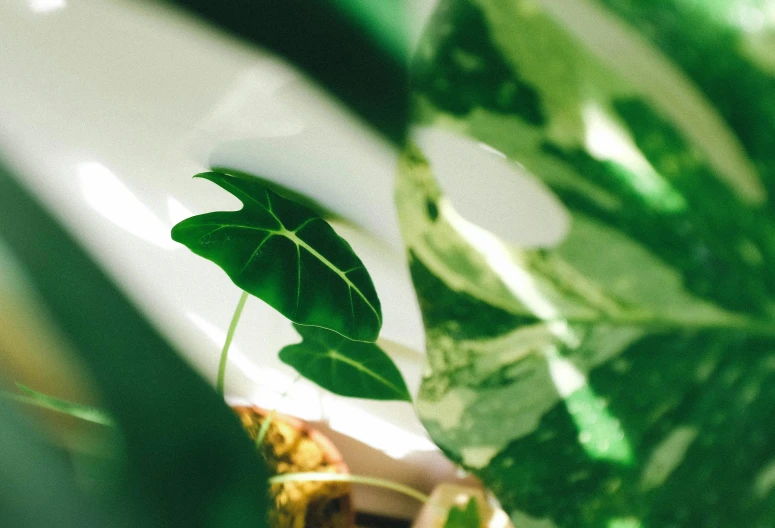 a close up of a person holding a plant, trending on pexels, photorealism, glass and gold and jade, big leaves, green and white, green flags