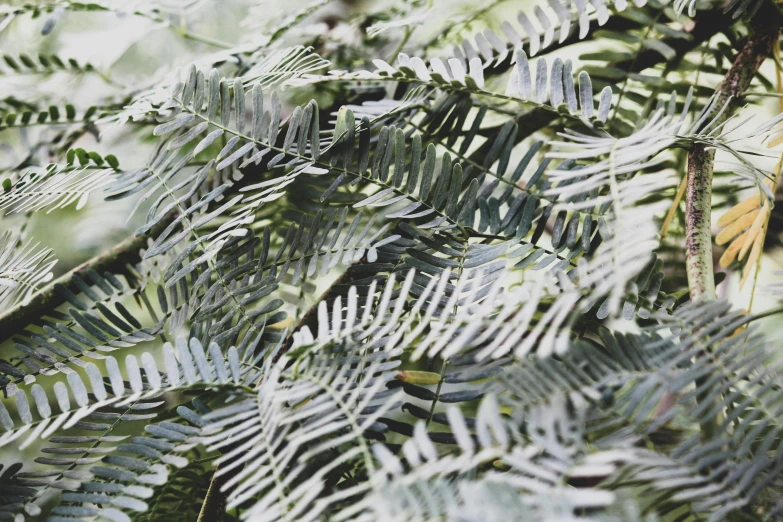 a bird sitting on top of a tree branch, a digital rendering, inspired by Andy Goldsworthy, unsplash, hurufiyya, tree ferns, high angle close up shot, many leaves, loosely cropped