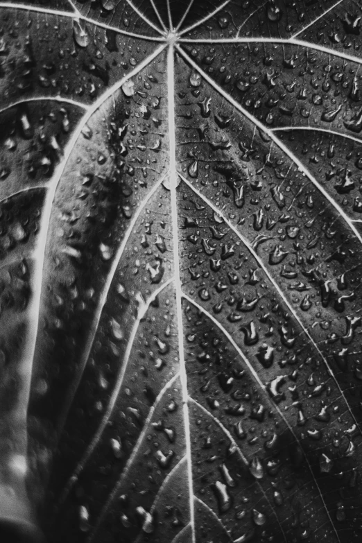 a leaf with water droplets on it, a stipple, by Albert Welti, unsplash contest winner, photorealism, sebastiao salgado, monochrome!!!!!, silver lining, made out of rain