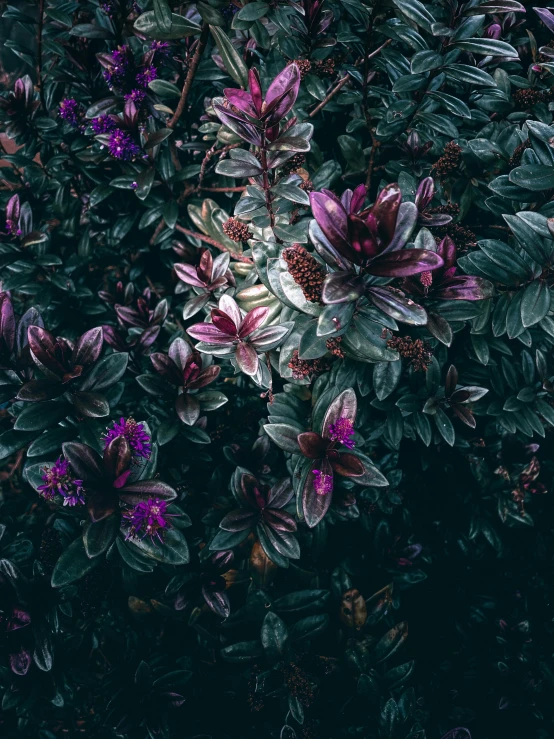 a bunch of purple flowers sitting on top of a lush green field, inspired by Elsa Bleda, unsplash contest winner, aestheticism, dark neon colored rainforest, bushes and leafs, magenta and gray, unsplash photo contest winner