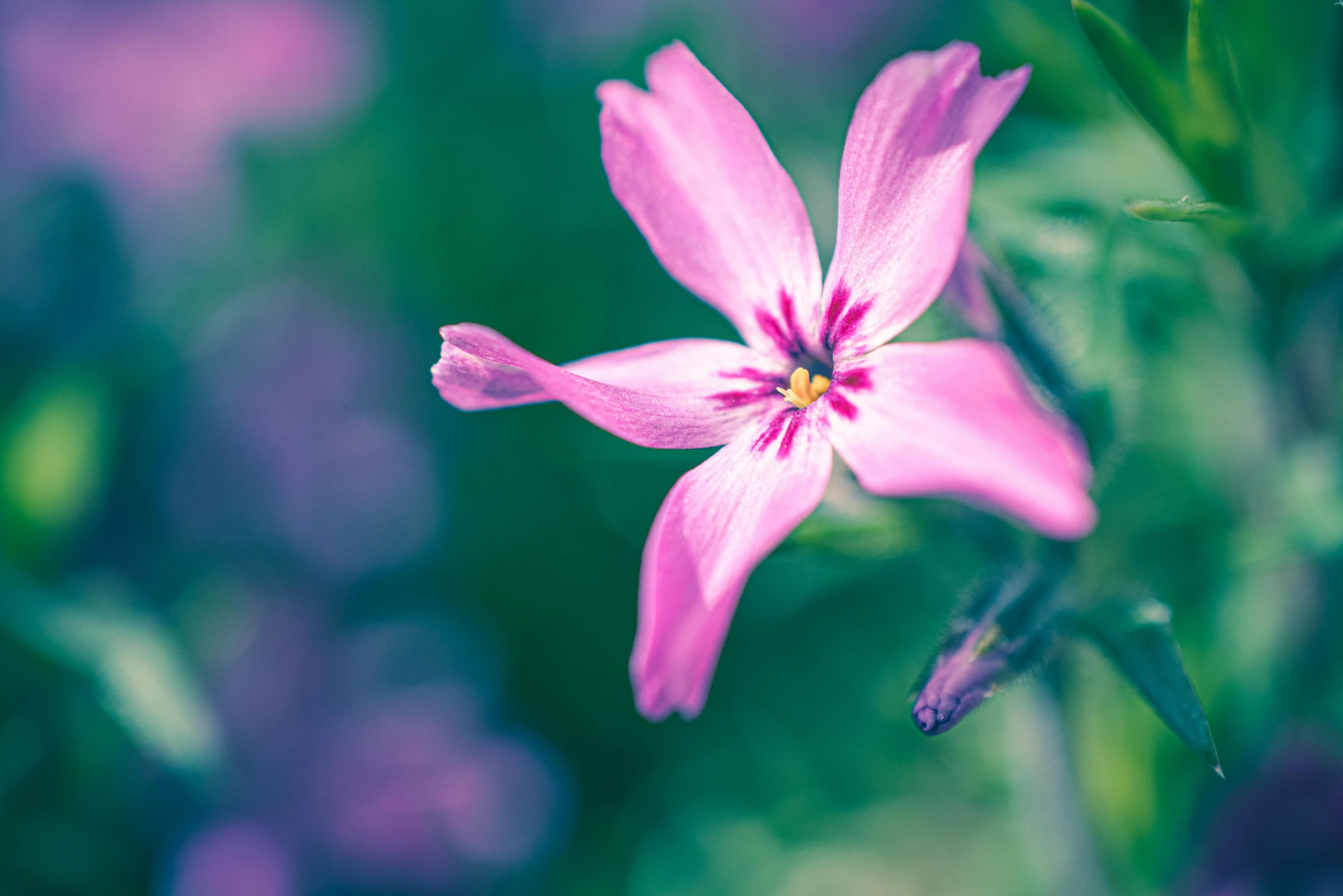 a pink flower sitting on top of a lush green field, a macro photograph, by Adam Marczyński, trending on pexels, seven pointed pink star, lobelia, retro stylised, jasmine