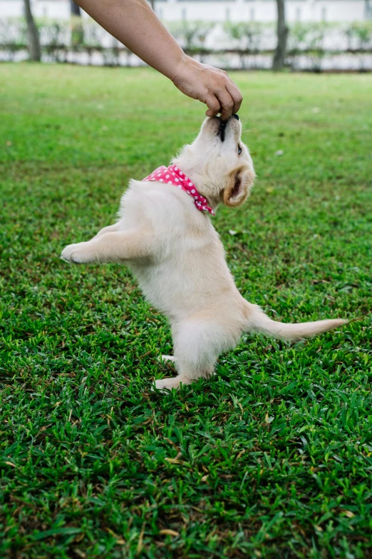 a small white dog standing on its hind legs, unsplash, happening, stretching her legs on the grass, square, college, puppies