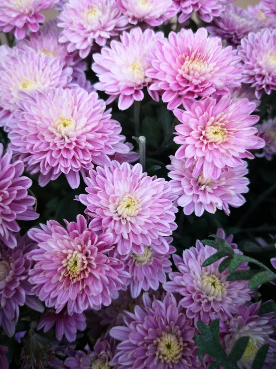 a close up of a bunch of purple flowers, chrysanthemums, light pink mist, craigville, highly polished
