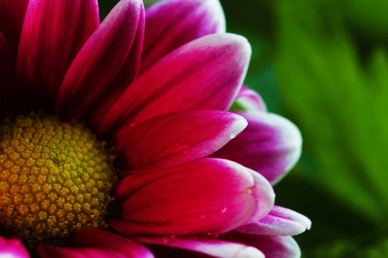 a close up of a pink flower with green leaves in the background, by Jan Rustem, unsplash, art photography, chrysanthemum eos-1d, red and magenta flowers, profile shot, high definition photo