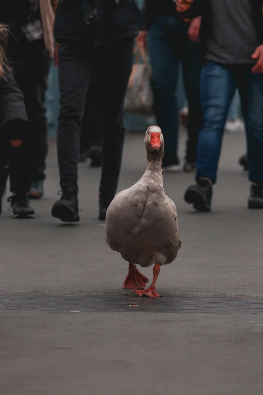 a duck walking down a street next to a crowd of people, pexels contest winner, happening, in russia, grey, casual pose, non-binary