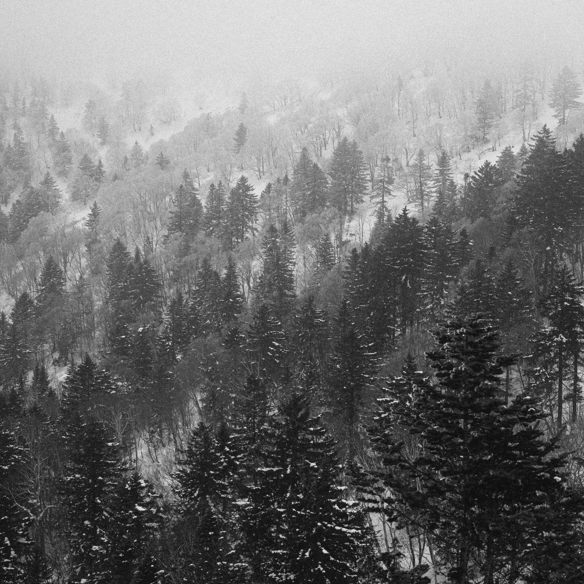 a black and white photo of a snow covered forest, by Karl Buesgen, pexels, sōsaku hanga, valley mist, !! low contrast!!, tsuyoshi nagano, over the tree tops