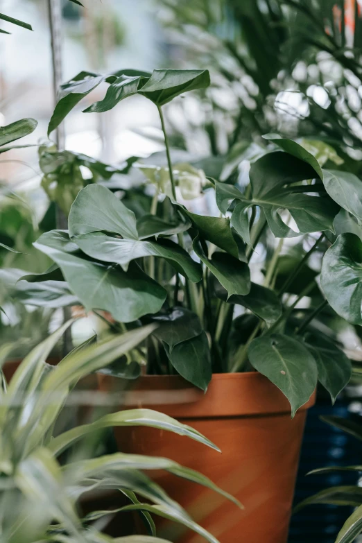 a couple of potted plants sitting on top of a window sill, lush foliage, monstera deliciosa, desert white greenhouse, zoomed in shots