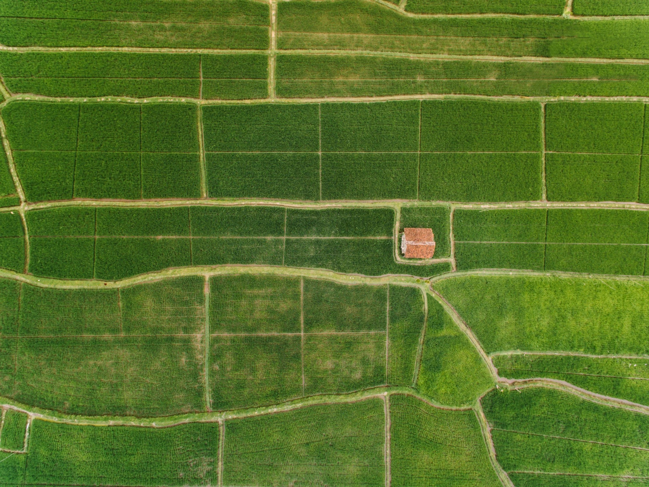 a bird's eye view of a rice field, an album cover, pexels, square lines, green house, isolated, an abandoned