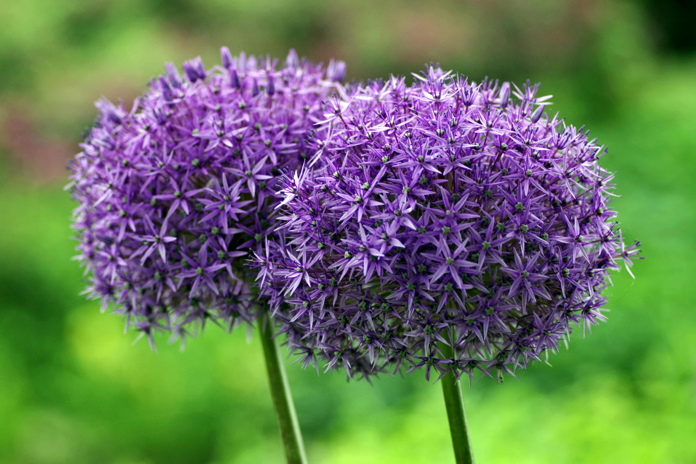 a couple of purple flowers sitting on top of a lush green field, human onion hybrid, 'groovy', blue and purple colour scheme, giant flowers