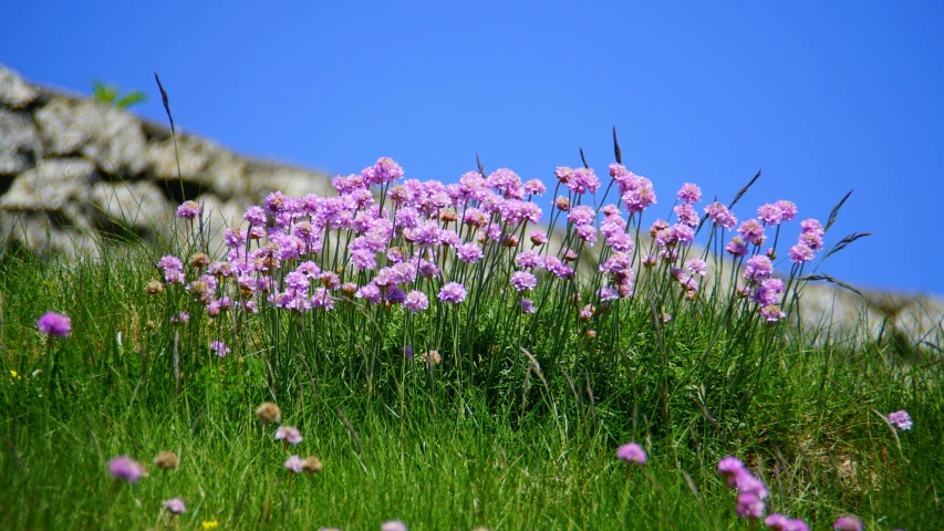 a bunch of pink flowers sitting on top of a lush green hillside, cloudless-crear-sky, pembrokeshire, seeds, high rocks