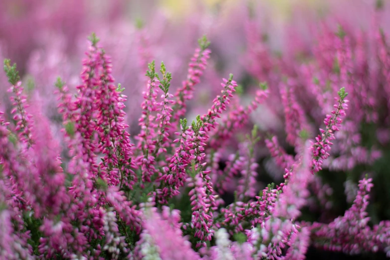 a bunch of pink flowers in a field, a portrait, by Thomas Häfner, unsplash, square, purple foliage, moorland, paisley