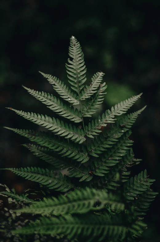 a close up of a fern plant in a forest, inspired by Elsa Bleda, unsplash contest winner, renaissance, on black background, taken on iphone 1 3 pro, today\'s featured photograph 4k, a high angle shot