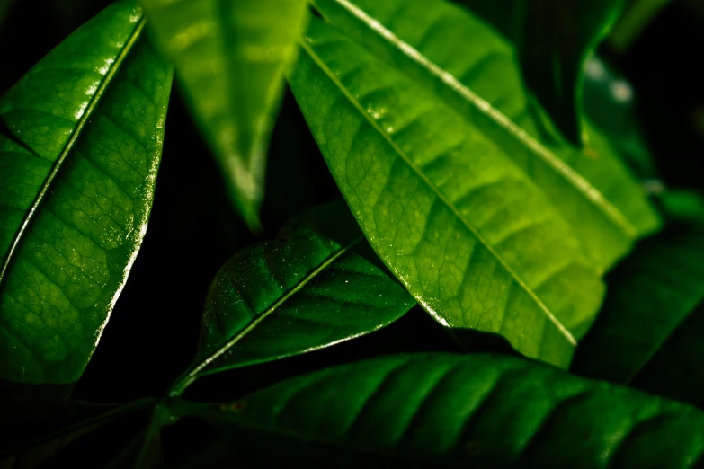 a close up of a plant with green leaves, unsplash, photorealism, detailed product image, dark green, shot on sony a 7, chewing tobacco