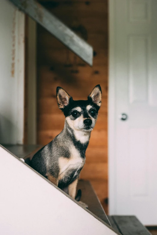 a small dog sitting on top of a set of stairs, by Winona Nelson, trending on unsplash, grey ears, standing on a shelf, leaning on door, chihuahua