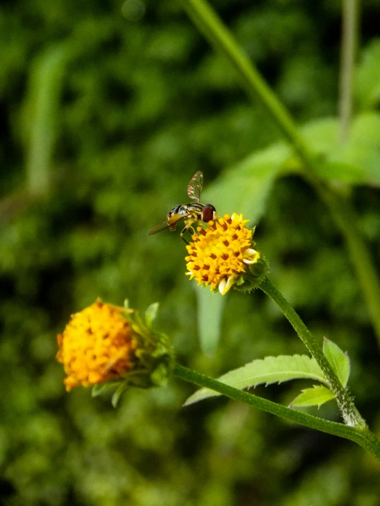 a bee sitting on top of a yellow flower, avatar image, high resolution photo, image