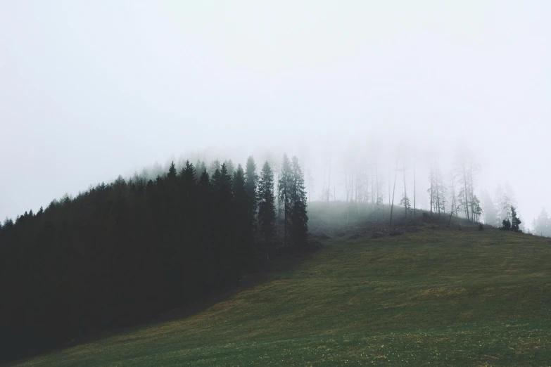 a horse standing on top of a lush green hillside, a black and white photo, by Karl Buesgen, pexels contest winner, dark forest shrouded in mist, sparse bare trees, ((trees)), coniferous forest