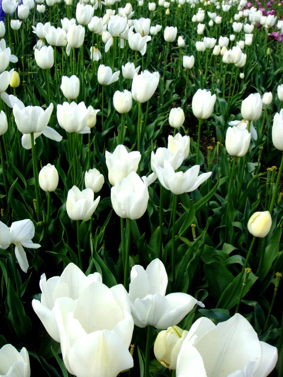 a field of white tulips and other flowers, an album cover, uncrop, unedited, large)}], highly polished