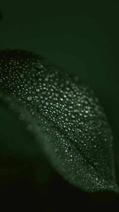 a close up of a leaf with water droplets on it, a macro photograph, by Attila Meszlenyi, trending on pexels, 4 k cinematic octane render, dark green tint, soft portrait shot 8 k, high quality photo