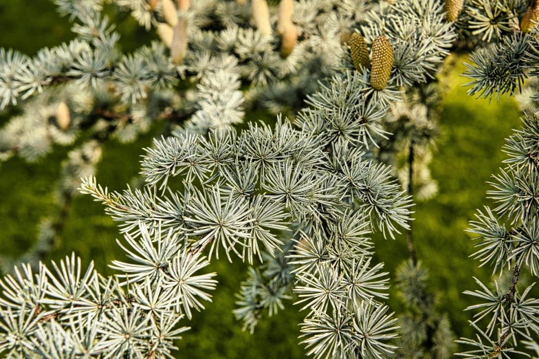 a close up of a branch of a pine tree, inspired by Édouard Detaille, unsplash, silver，ivory, willow trees, silver mist, vibrant foliage