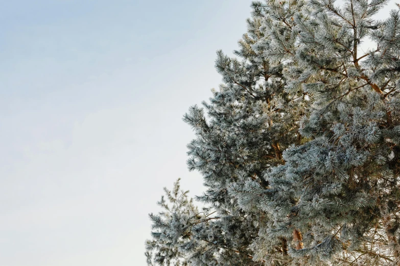 a man riding a snowboard down a snow covered slope, an album cover, inspired by Arthur Burdett Frost, trending on pexels, pine tree, hyperdetail, view from below, colour photograph