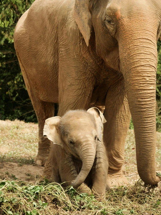 a baby elephant standing next to an adult elephant, pexels contest winner, sumatraism, hugging her knees, on ground, gold, 2070