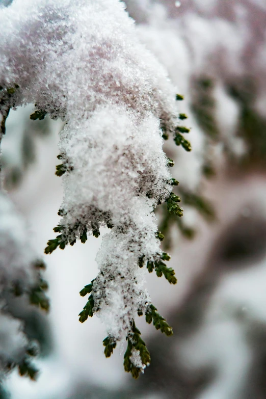 a close up of a branch of a tree covered in snow, snowy arctic environment, green pupills, spruce trees, grey