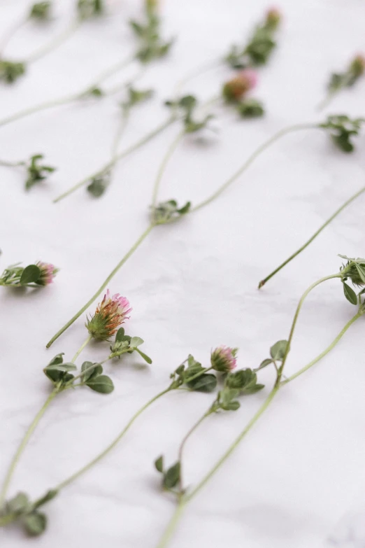 a bunch of flowers that are on a table, clover, with slight stubble, botanicals, carefully crafted