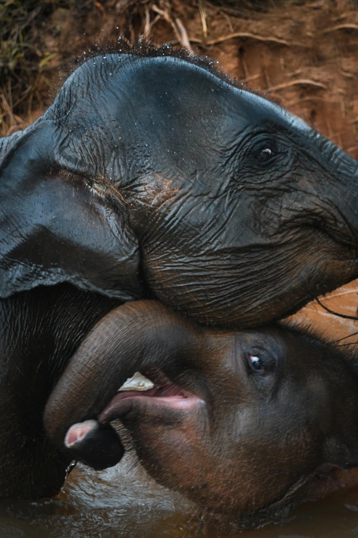 a couple of elephants that are in some water, by Jan Tengnagel, unsplash contest winner, sumatraism, cuddling, closeup 4k, calf, laos